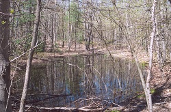 Vernal pool in early spring. Credit: Betsy Leppo